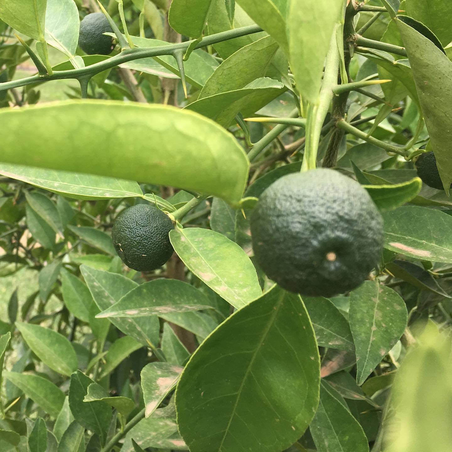 Buy Japan Yuzu Fresh