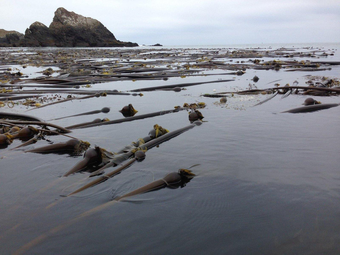 Seaweed Flakes or Fronds Canadian Wild.