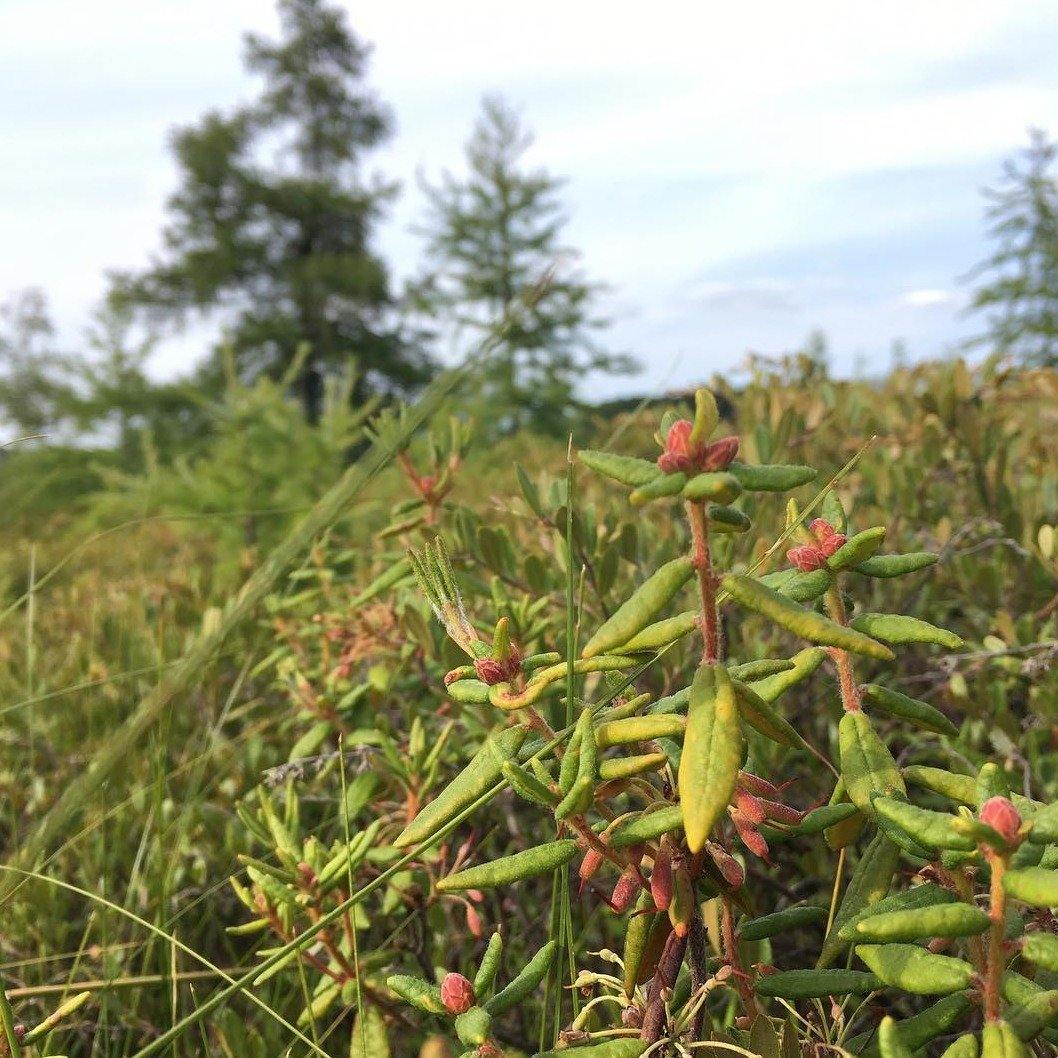 Labrador Tea Leaves.