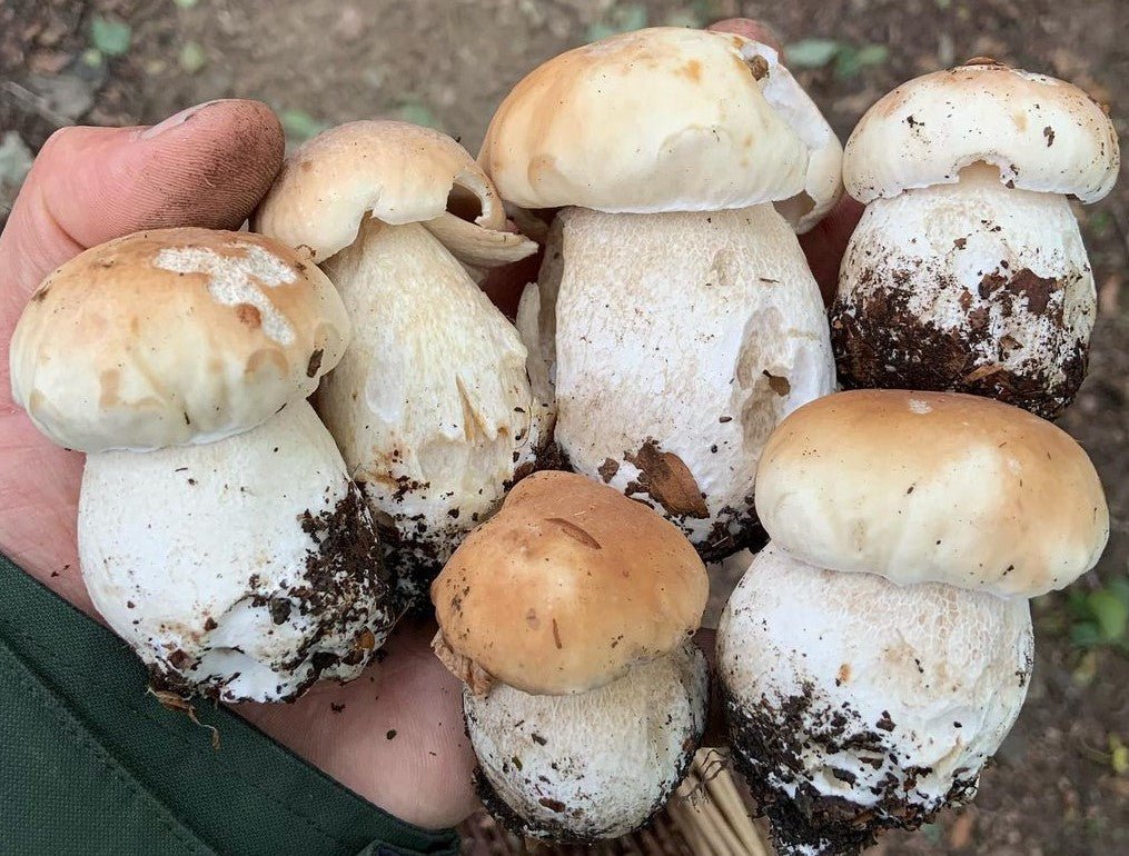 King bolete pacific wild pick