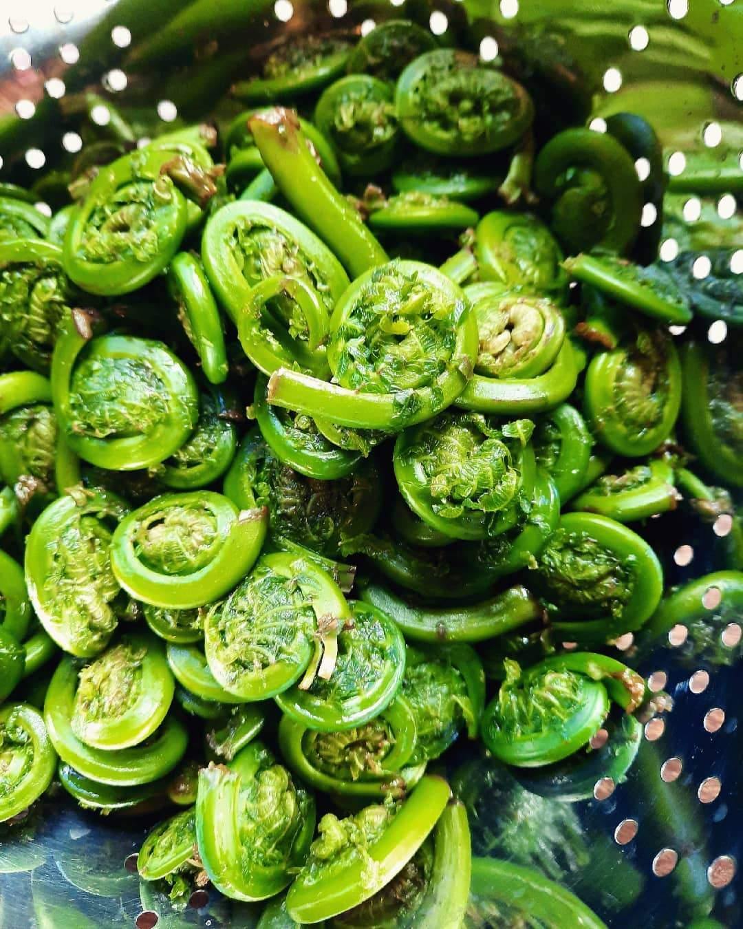 Pickled Fiddleheads - Wild Ostrich Fern Fiddleheads Pickled Jar.
