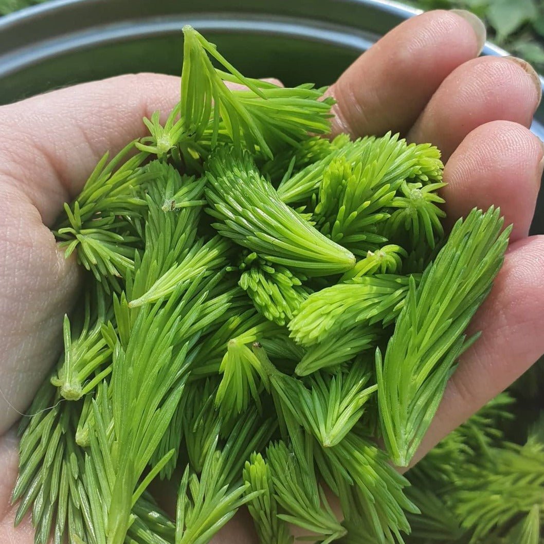 Spruce Tips