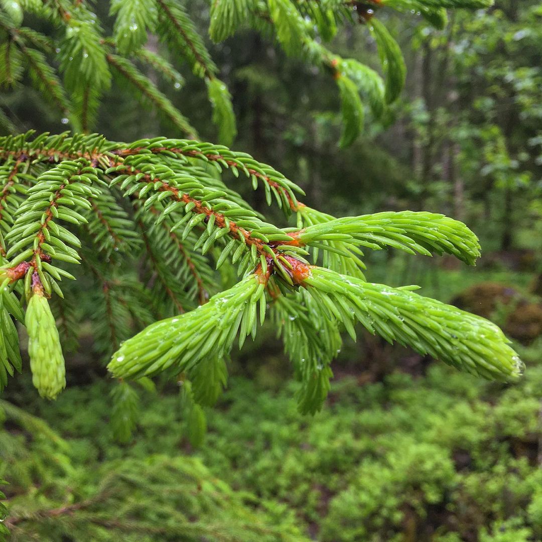 Spruce Tips
