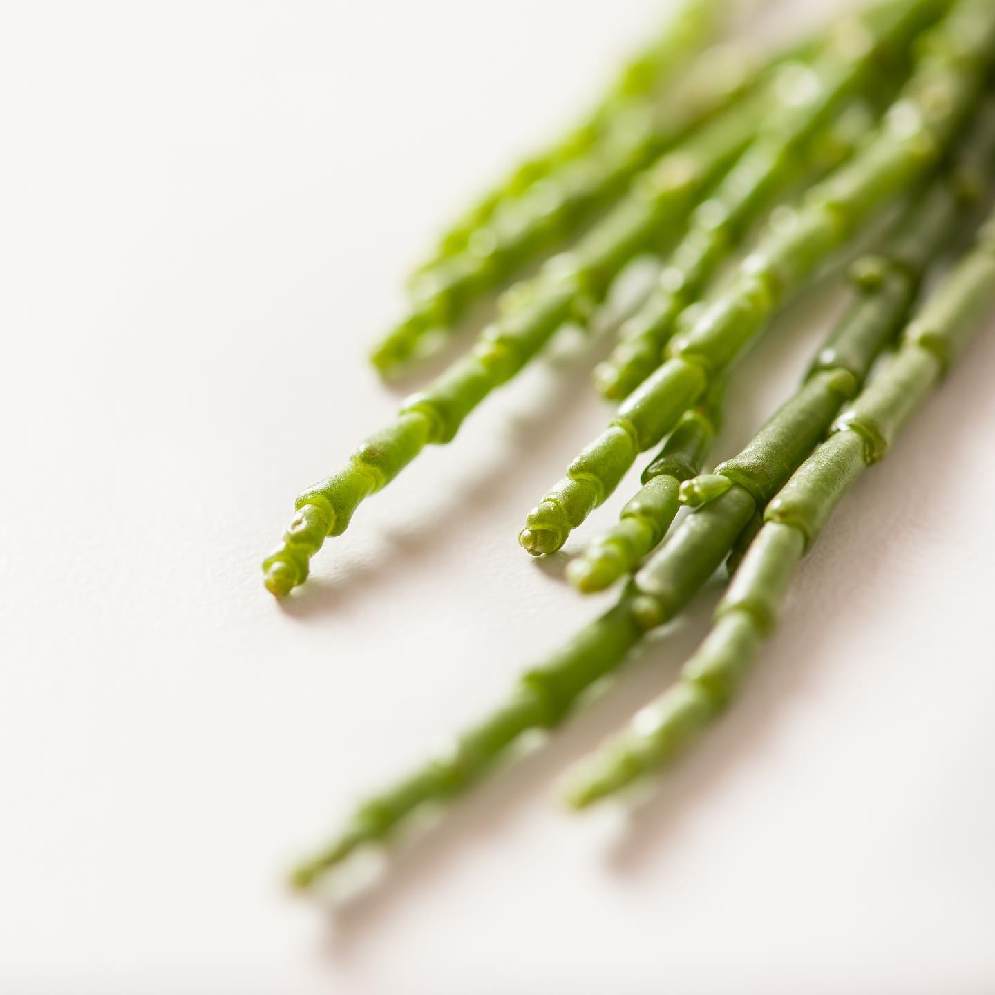 Sea Asparagus Pacific Wild Pick