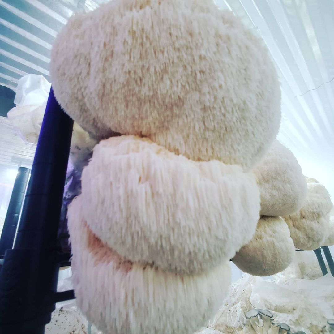 Vancouver gourmet mushroom
