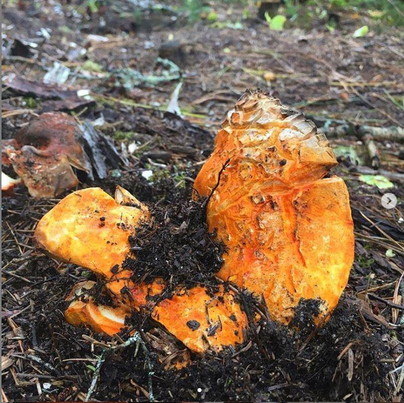 Lobster Mushroom - Dry.