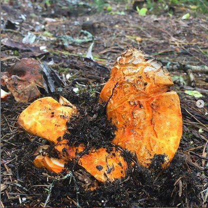 Lobster Mushroom - Dry.