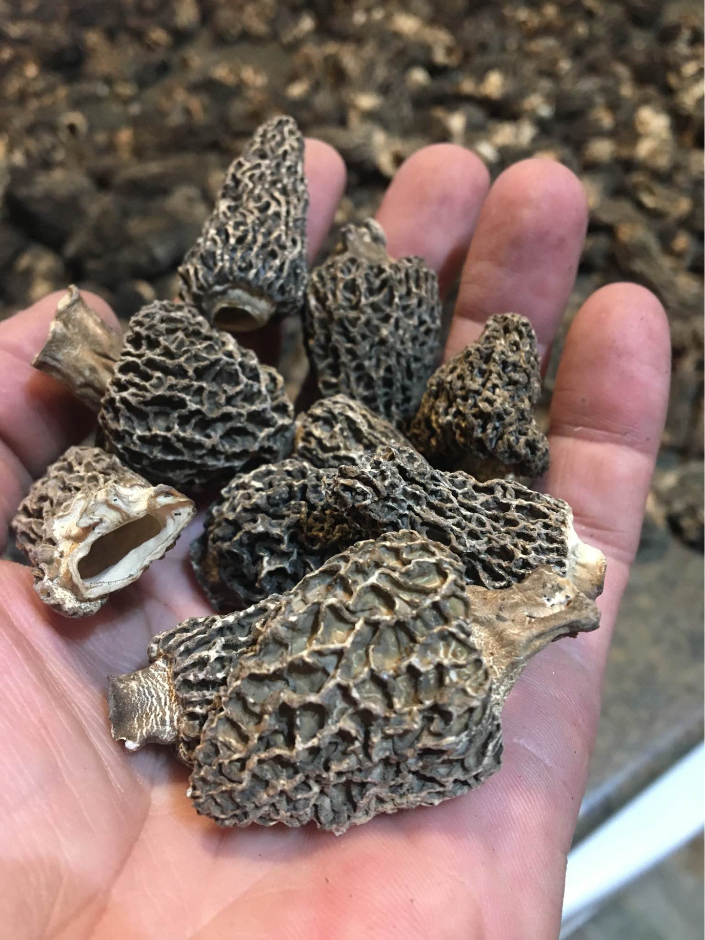 Gift morel mushroom
