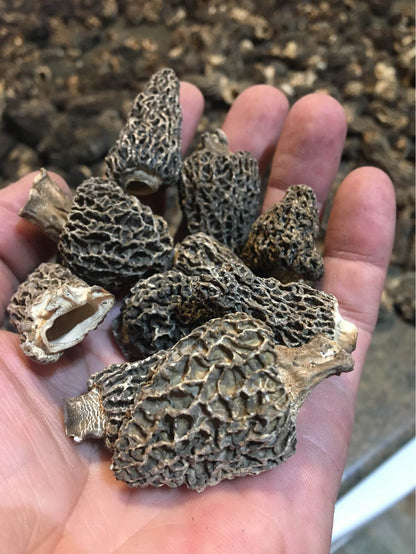 Gift morel mushroom