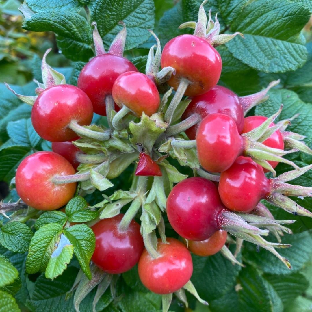 wild rosehip Canada