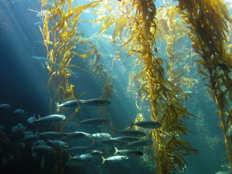 Seaweed Flakes or Fronds Canadian Wild.