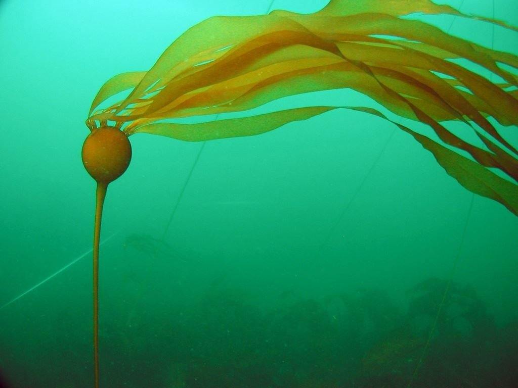 Seaweed Flakes or Fronds Canadian Wild.