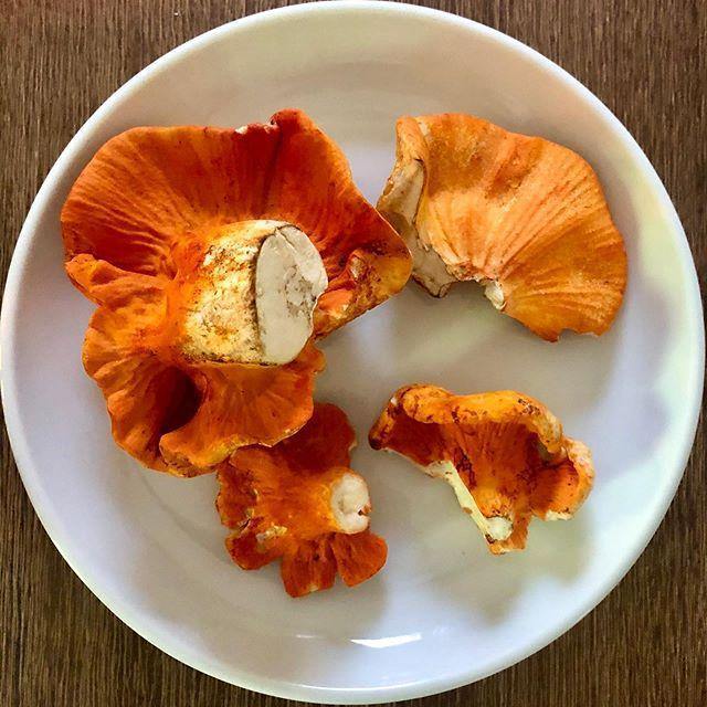 Lobster Mushroom - Dry.