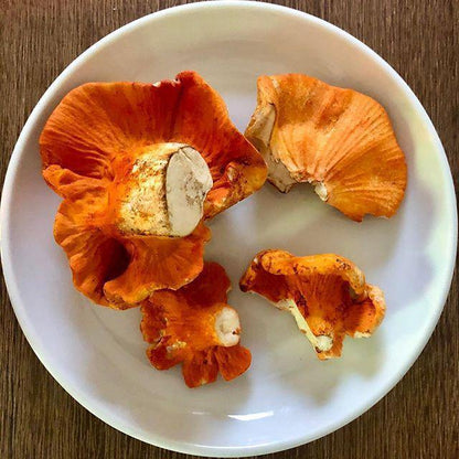 Lobster Mushroom - Dry.