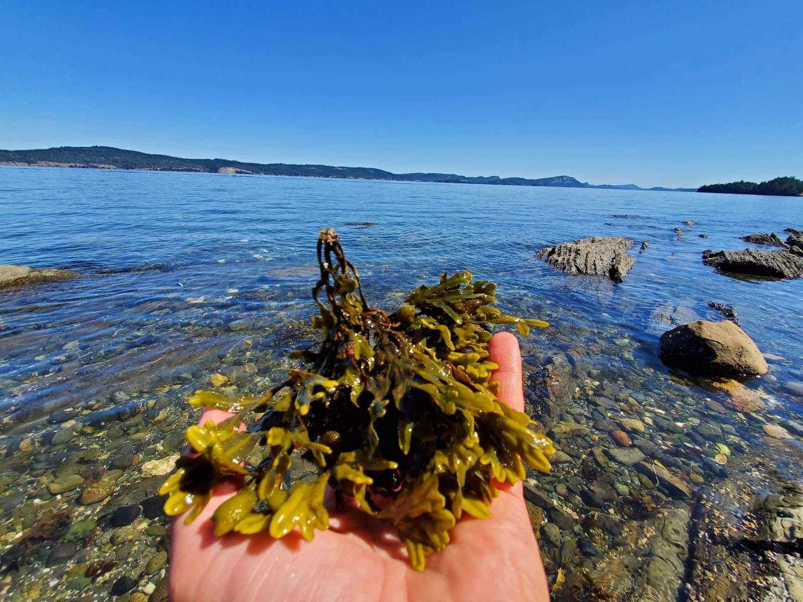 Seaweed Flakes or Fronds Canadian Wild.