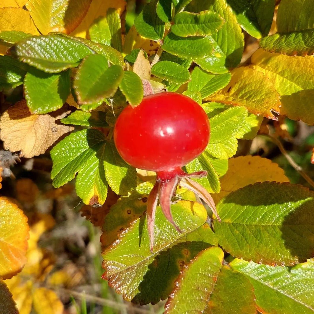 tasty wild rosehips