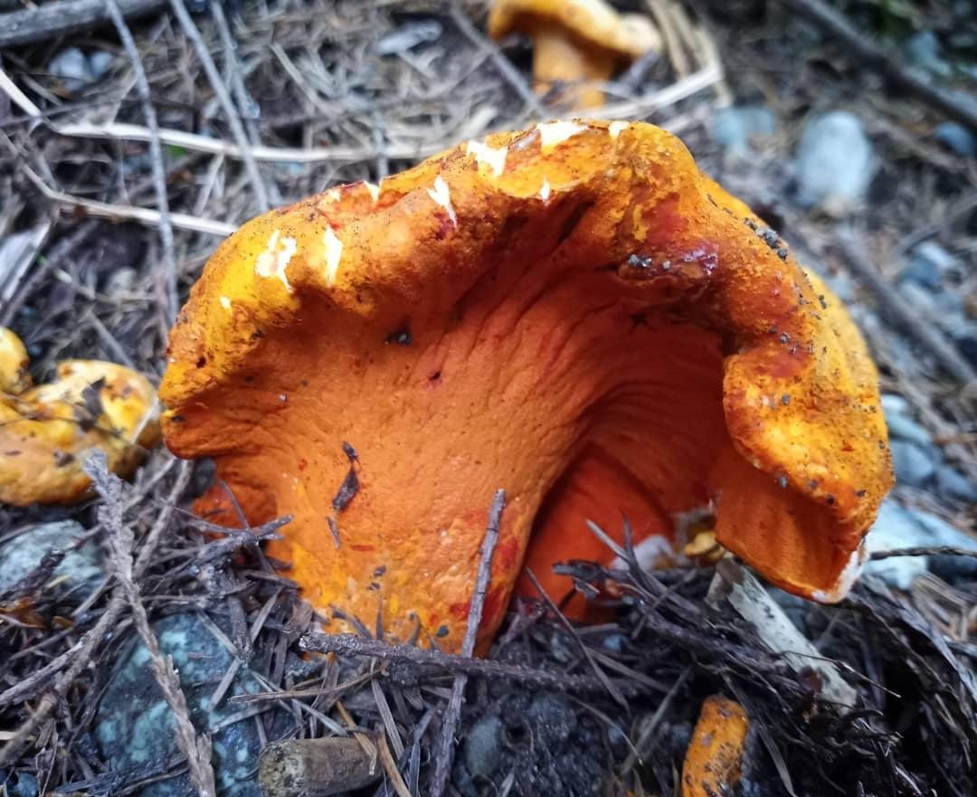 Lobster Mushroom - Dry.