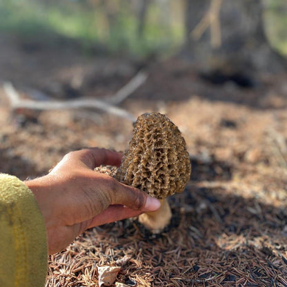 Pacific wild pick Morel mushroom