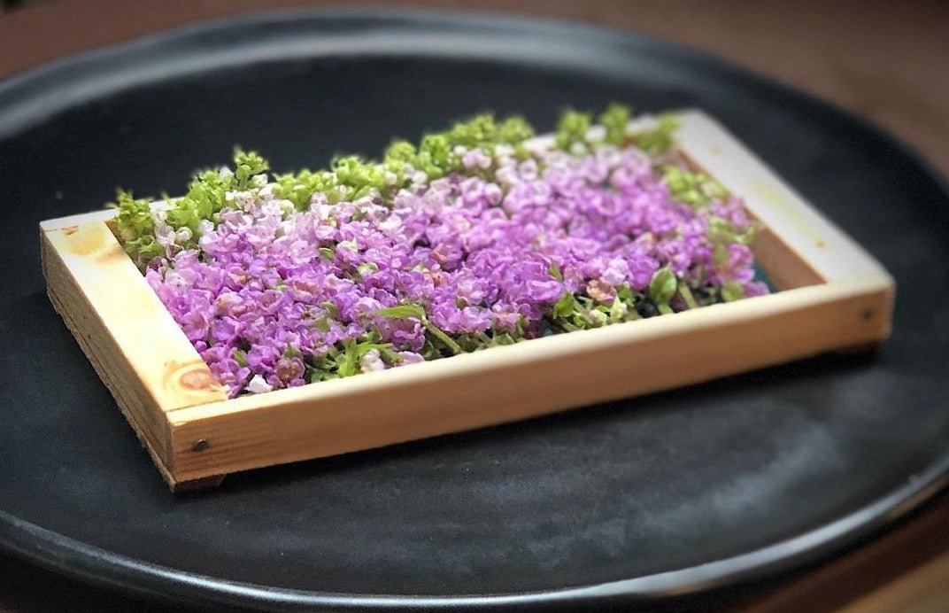 Perilla Blossoms - Hana Hojiso - Pacific Wild Pick