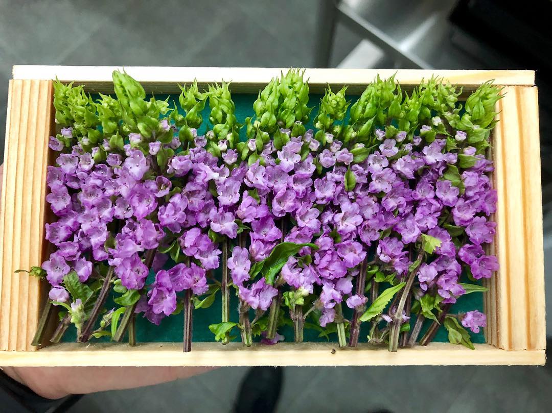 Perilla Blossoms - Hana Hojiso - Pacific Wild Pick