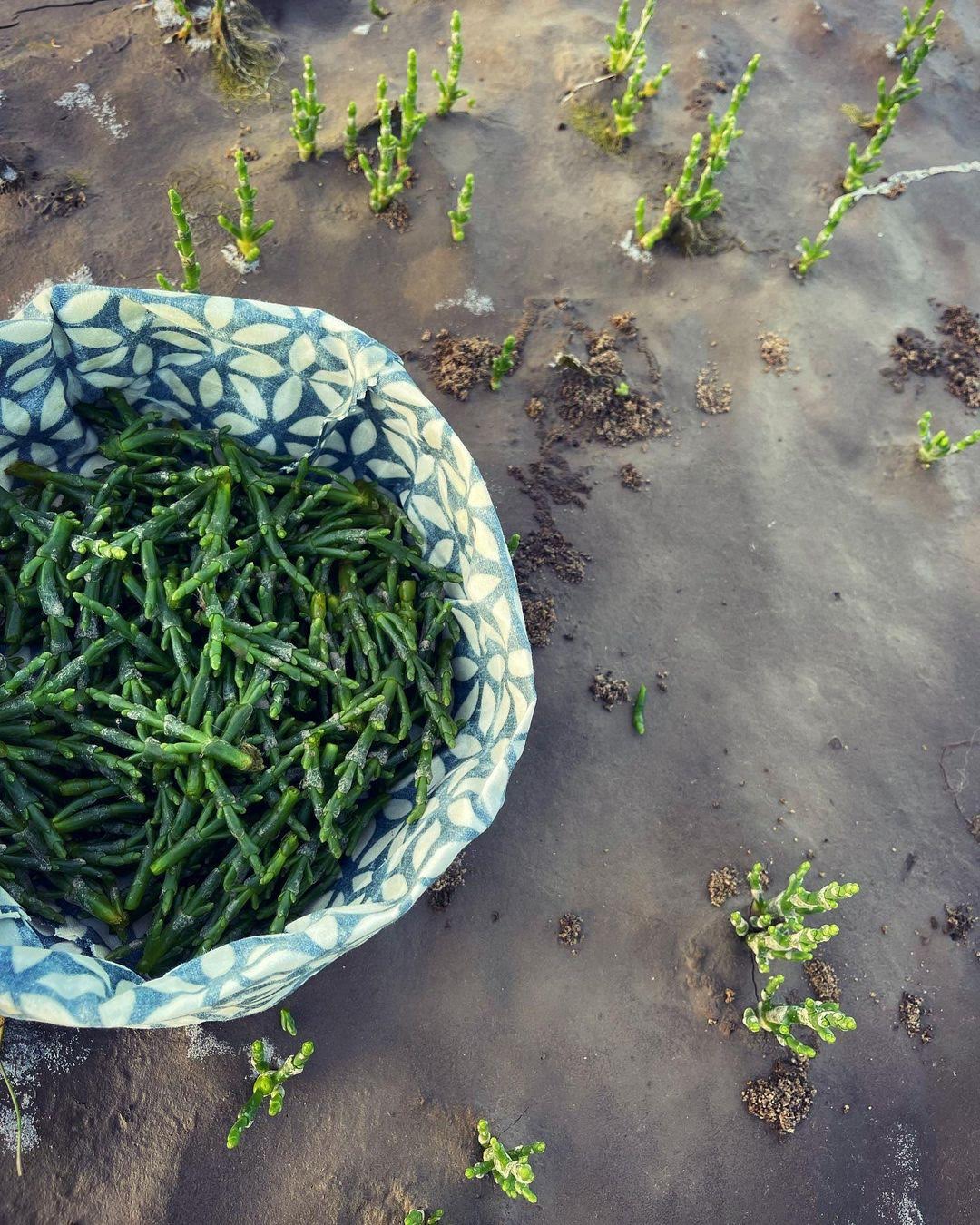 Buy fresh Sea Asperagus